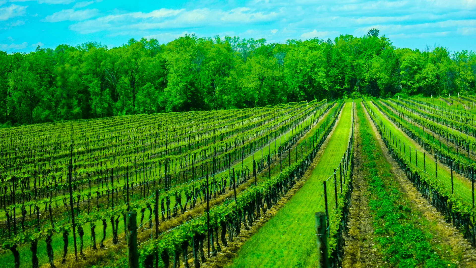 Vineyard rows in Niagara wine country, the lifestyle landscape behind the region's premium markets